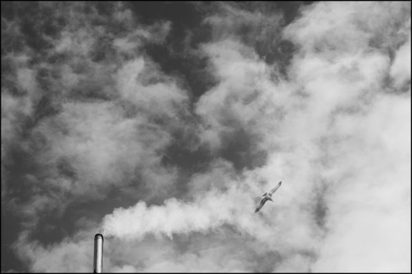 C-064. Gull in a Cloud - by Greig Clifford