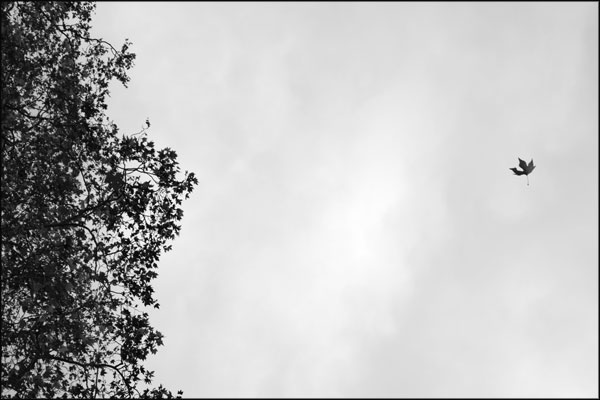 C-065. Leaf Leaving - by Greig Clifford