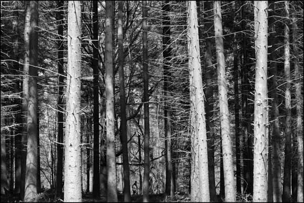 C-066. A Walk In The Woods - by Greig Clifford