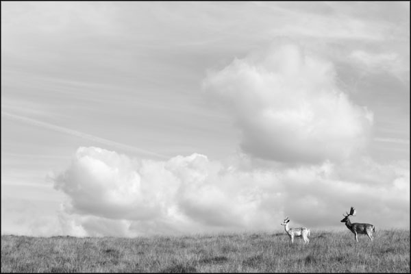 C-075. Deer at Petworth (2) - by Greig Clifford