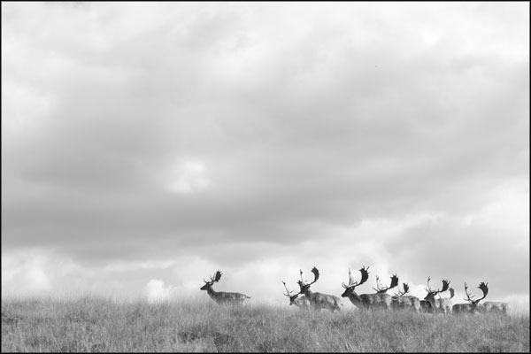C-076. Deer at Petworth (3) - by Greig Clifford