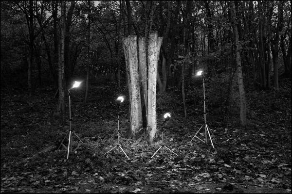 Anthropogenic Investigations image 1, Tree - by Greig Clifford